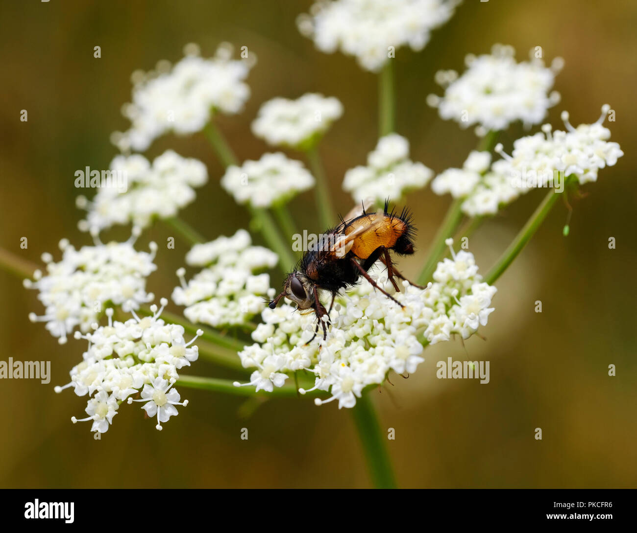 Tachina fera (Tachina fera) on umbelliferous blossom, Germany Stock