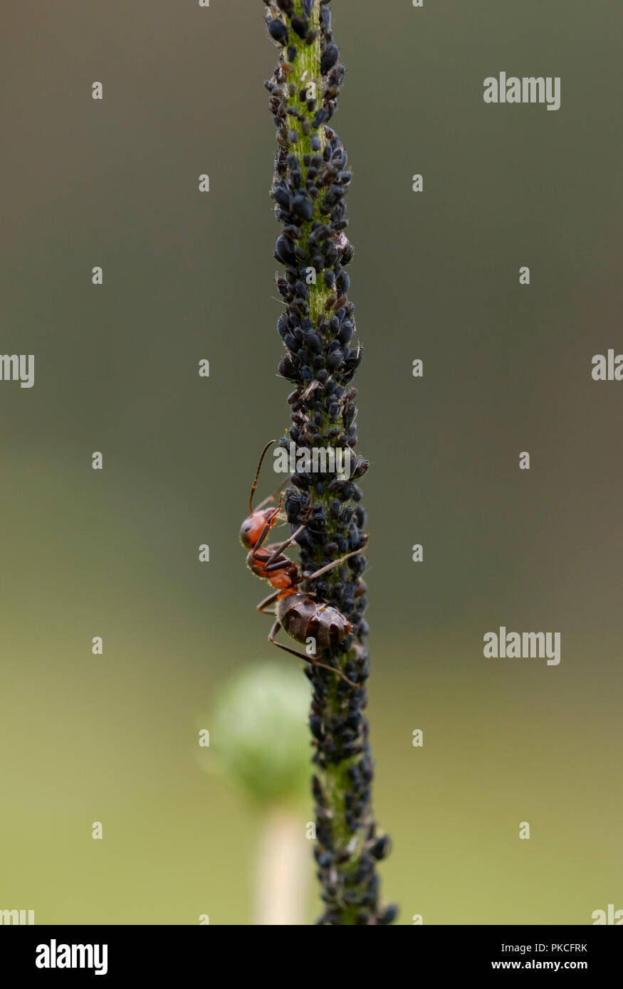 Red Wood Ant (Formica rufa) milks aphids, Germany Stock Photo