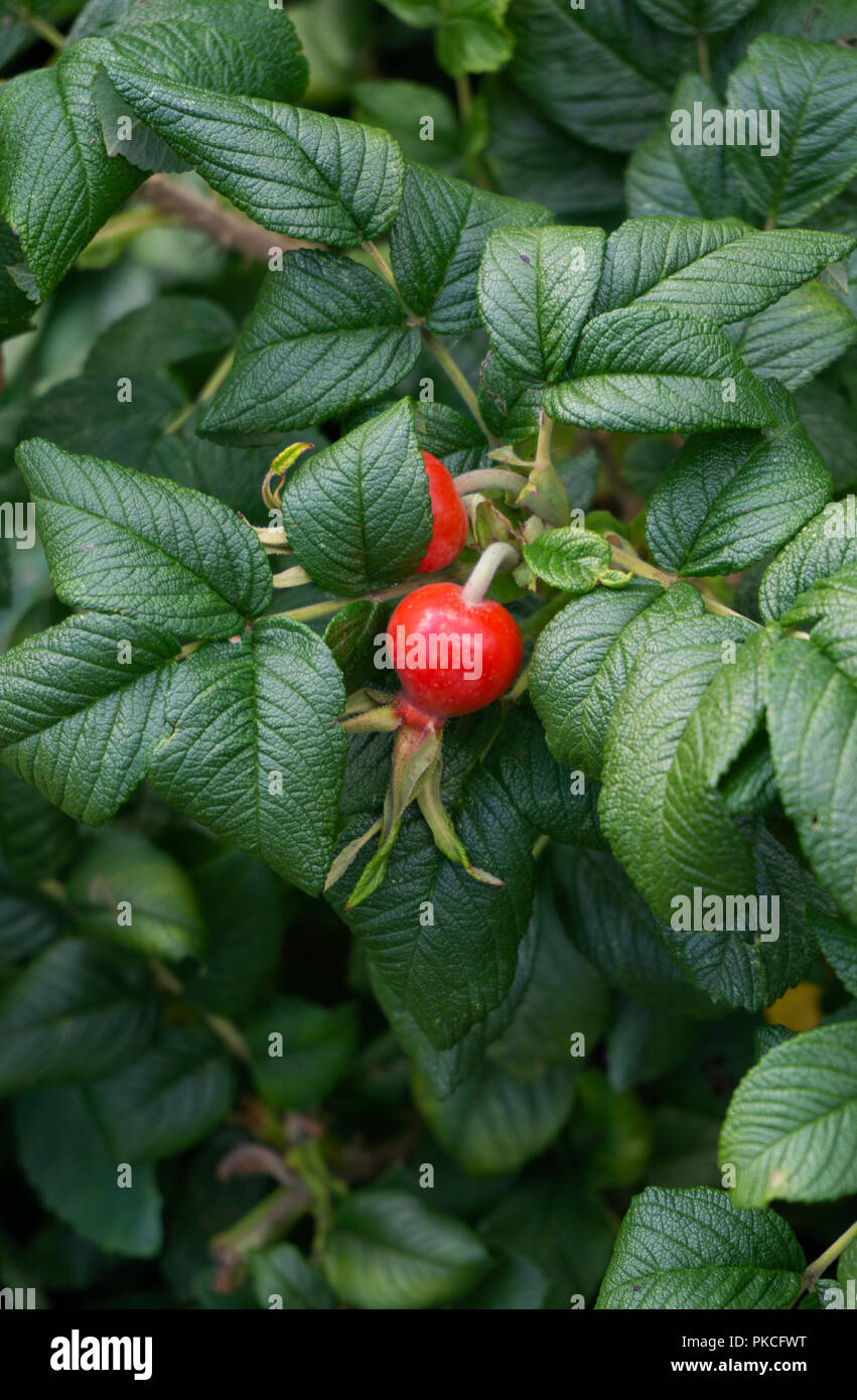 Red berry Stock Photo