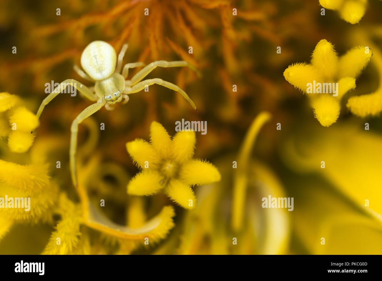 Goldenrod crab spider (Misumena vatia) on Zinnia (Zinnia elegans), Hesse, Germany Stock Photo