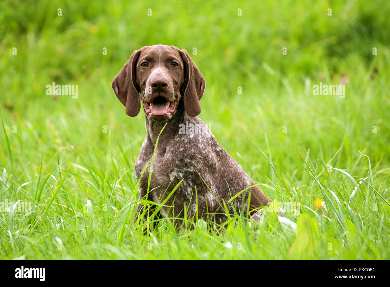 Brown White Pointer Stock Photos Brown White Pointer Stock