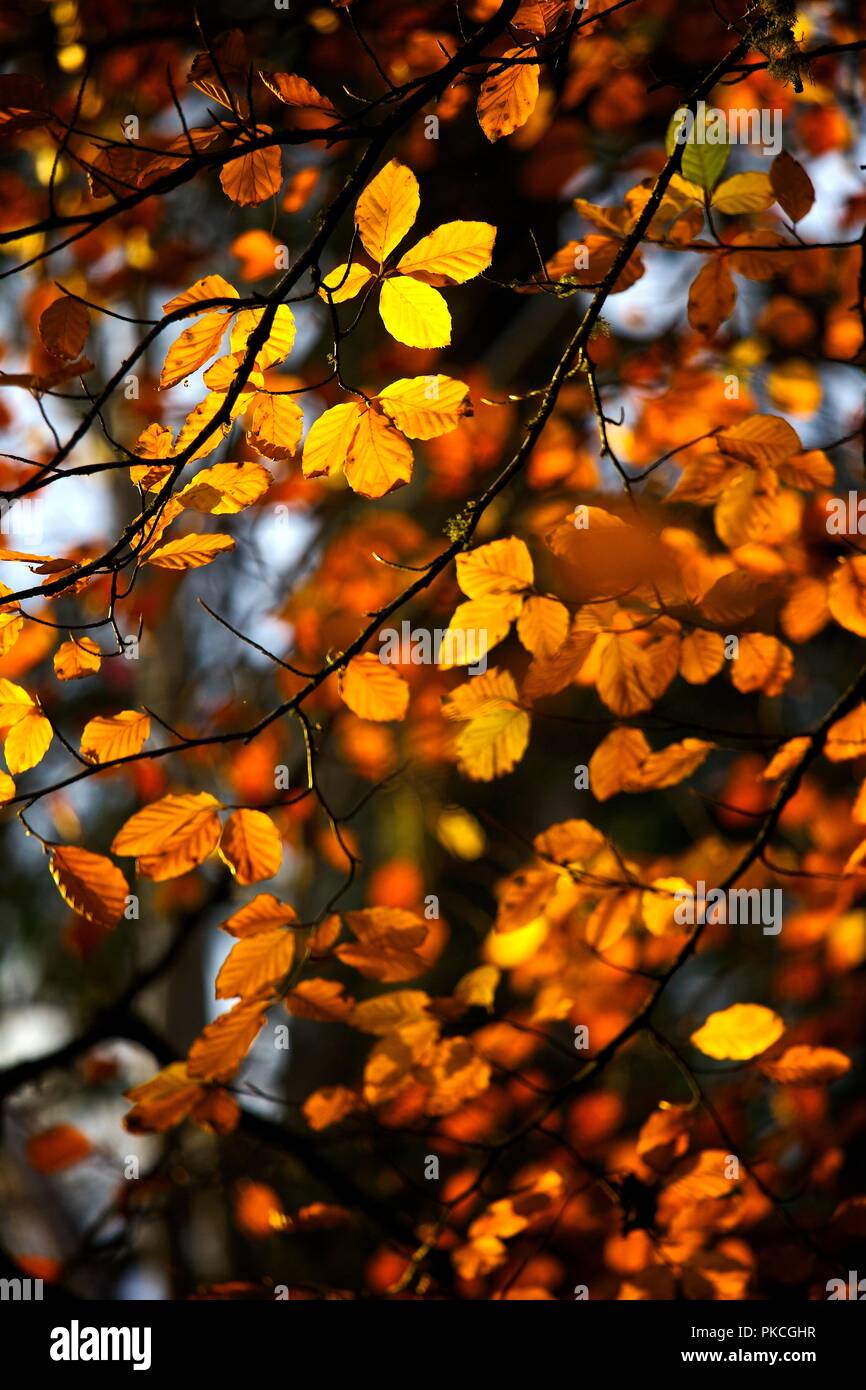Yellow and gold autumn leaves still on the branch of a tree, 2009 ...