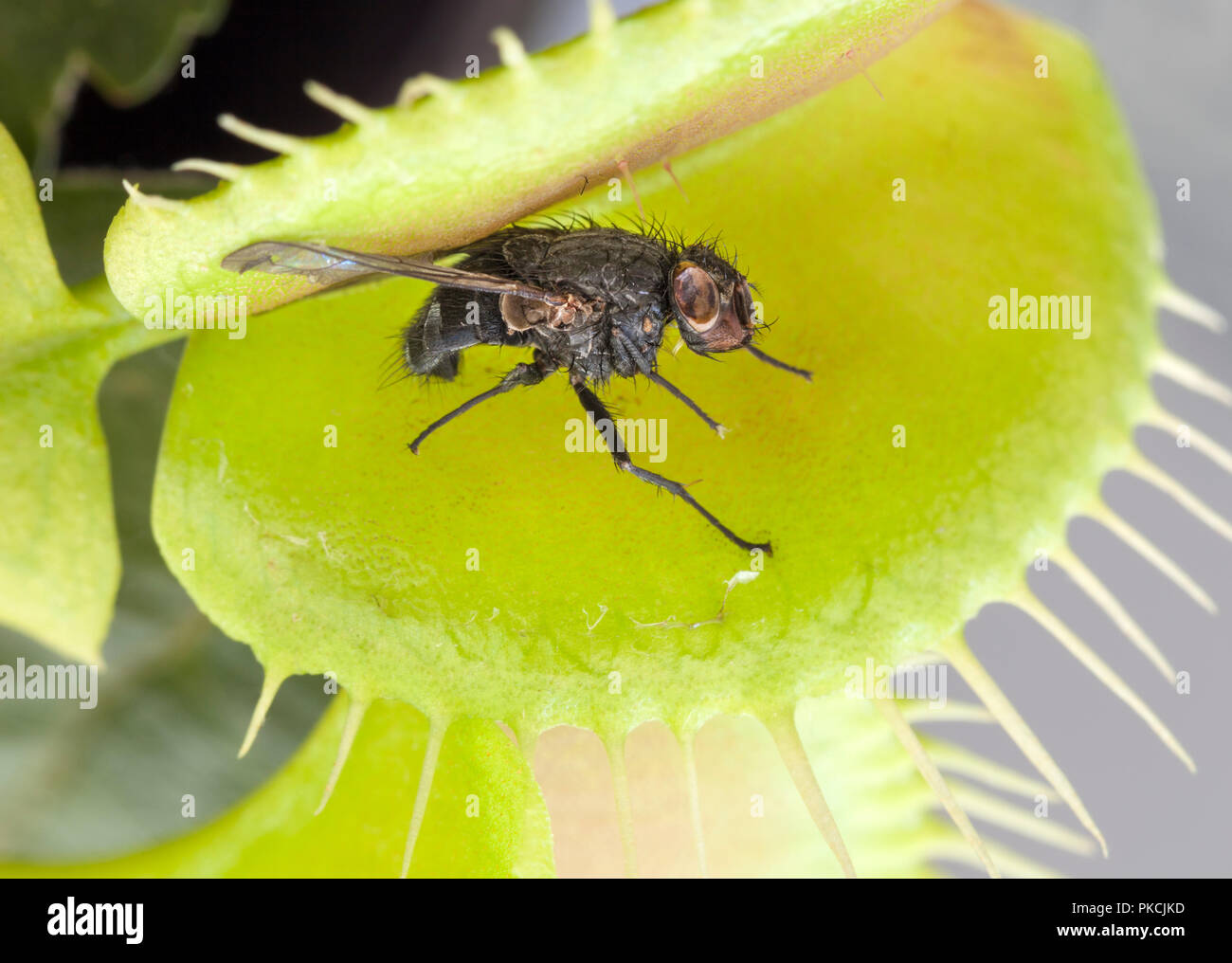 Fly captured in a Venus Flytrap (Dionaea muscipula) Stock Photo