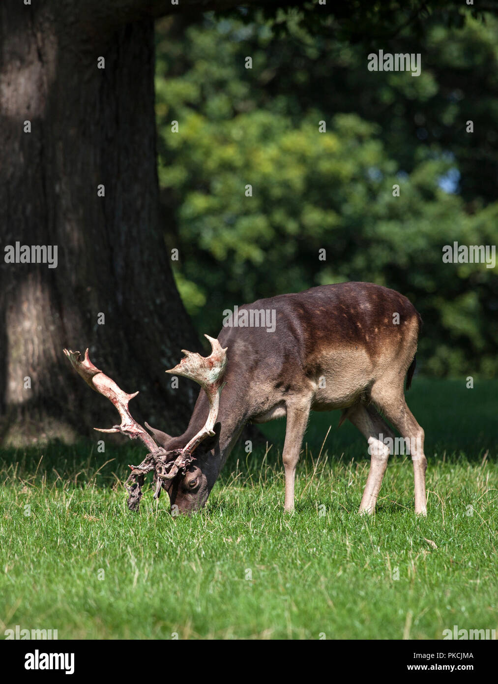 Fallow Deer (Dama dama) Shedding the Velvet from its Antlers, England, UK Stock Photo