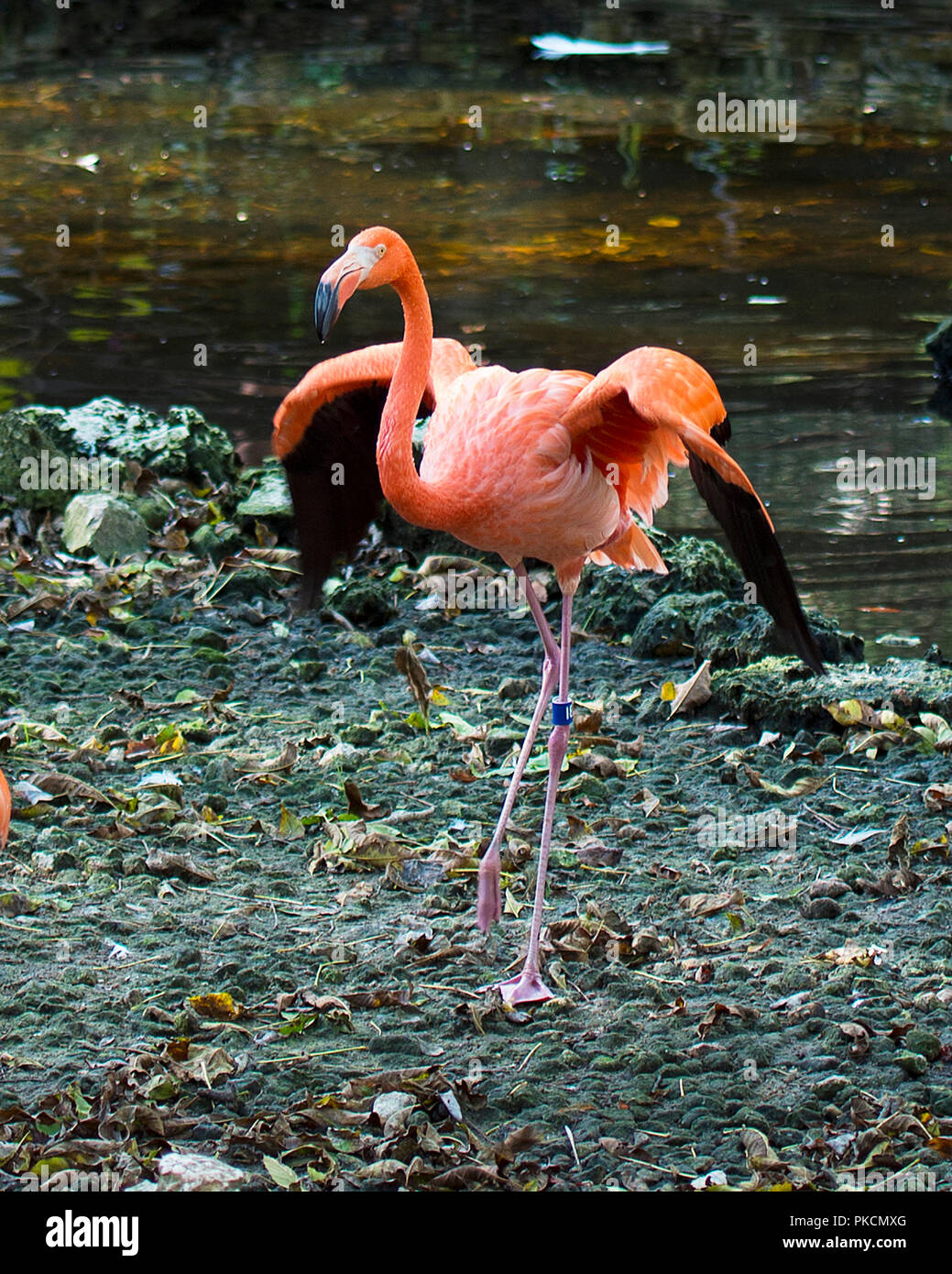 Flamingo bird with its wings spread displaying pink color beak, eye,and enjoying its surrounding and environment. Stretching wings. Span wings. wings. Stock Photo