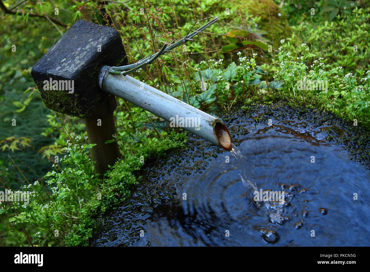 Water basin in Kyoto (Japan Stock Photo - Alamy