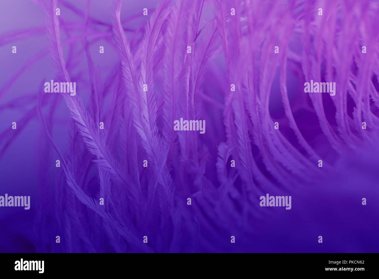 close up of ostrich feathers for background Stock Photo - Alamy