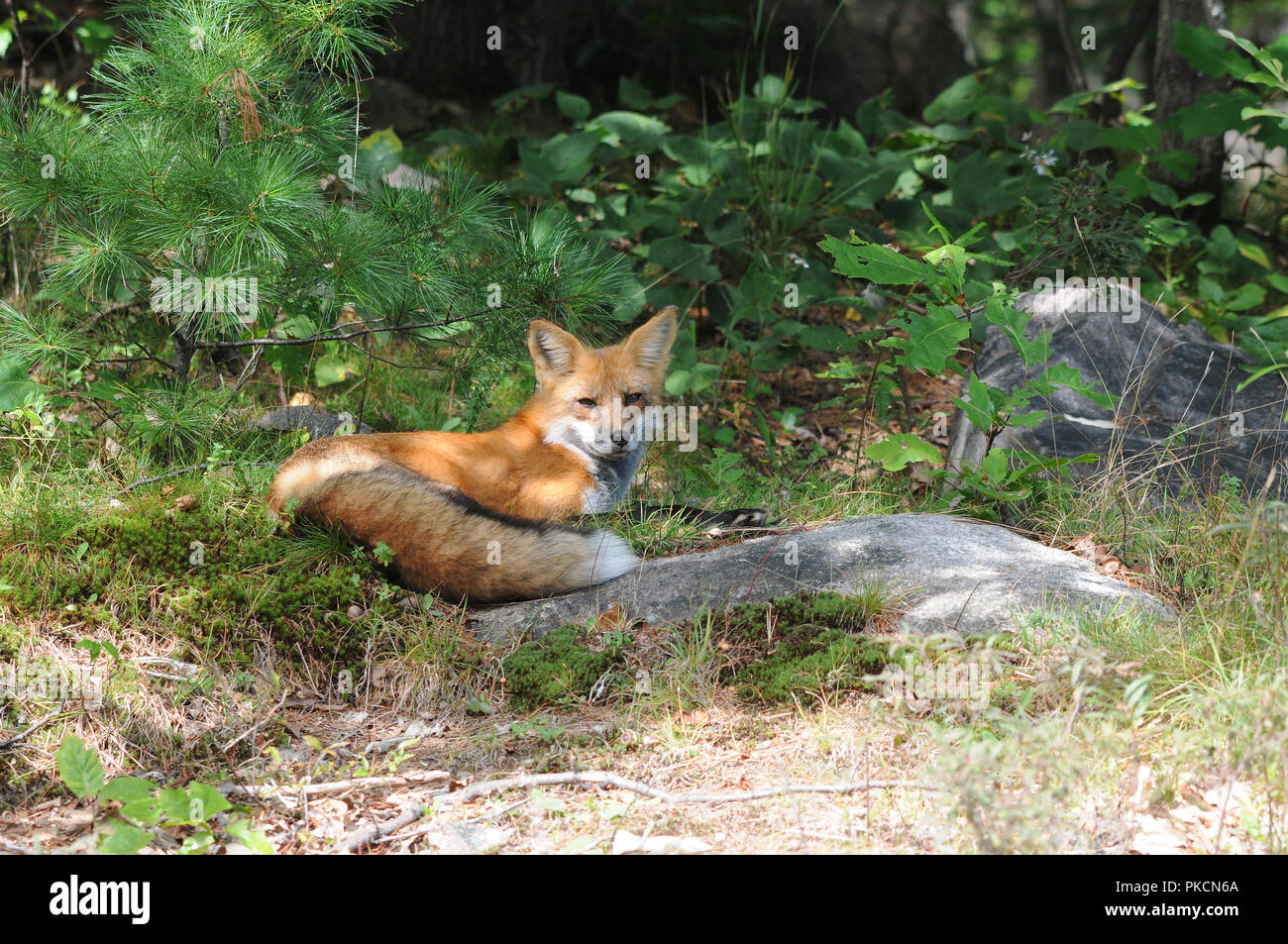 Red Fox animal resting with a foliage background in its surrounding and ...