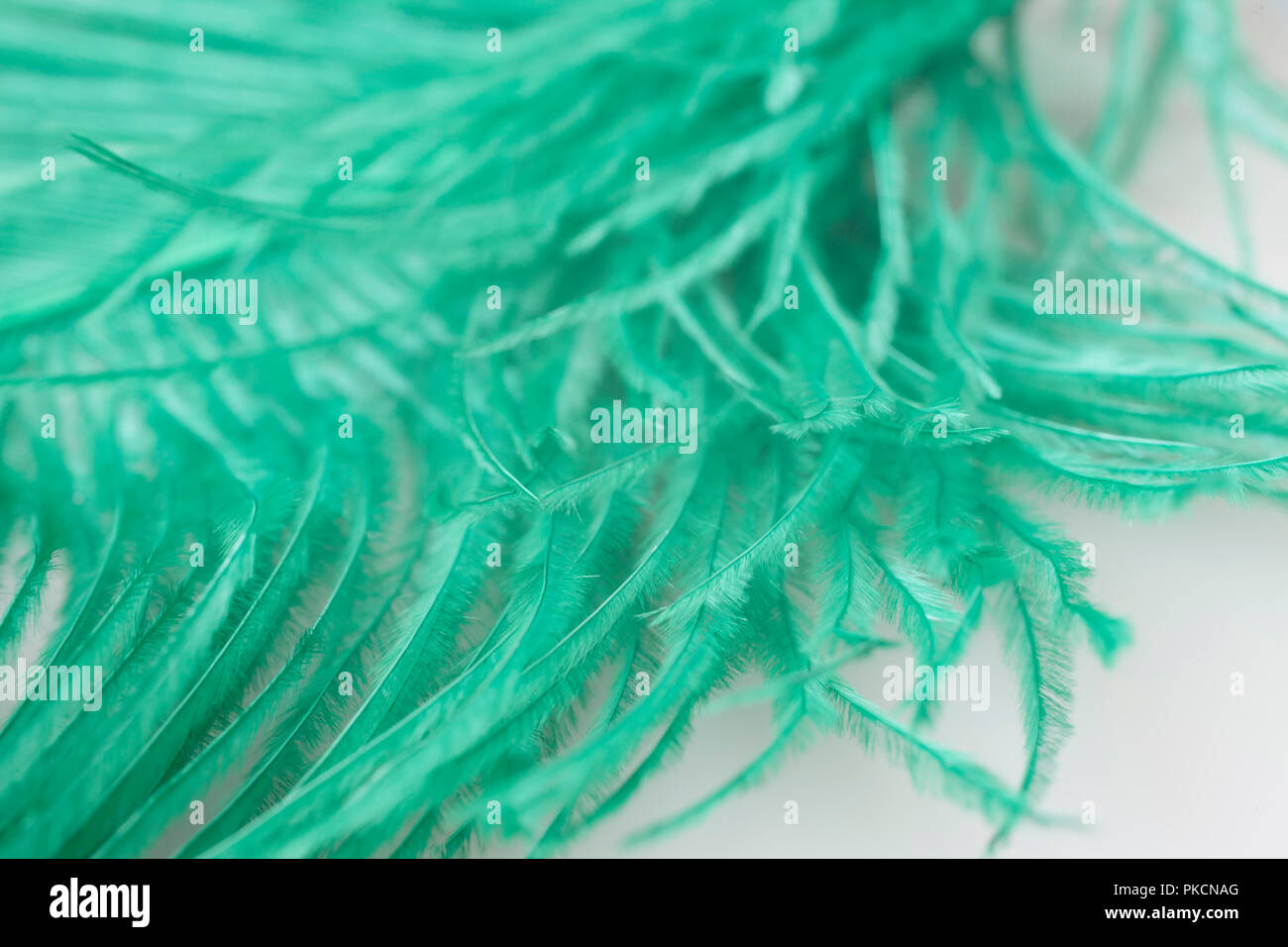 close up of ostrich feathers for background Stock Photo - Alamy