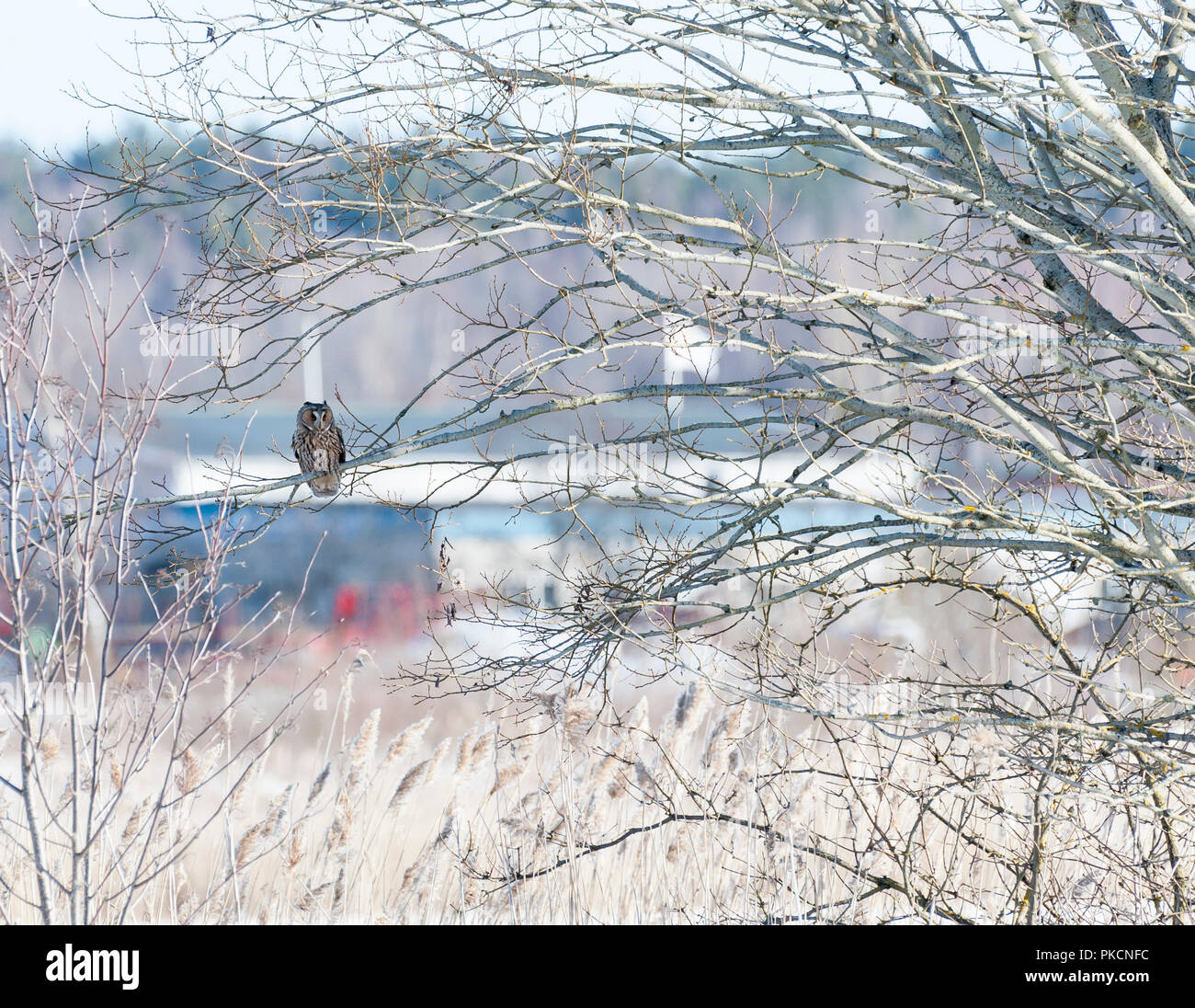 Long-eared Owl in urban environment. Örebro, Sweden. Stock Photo