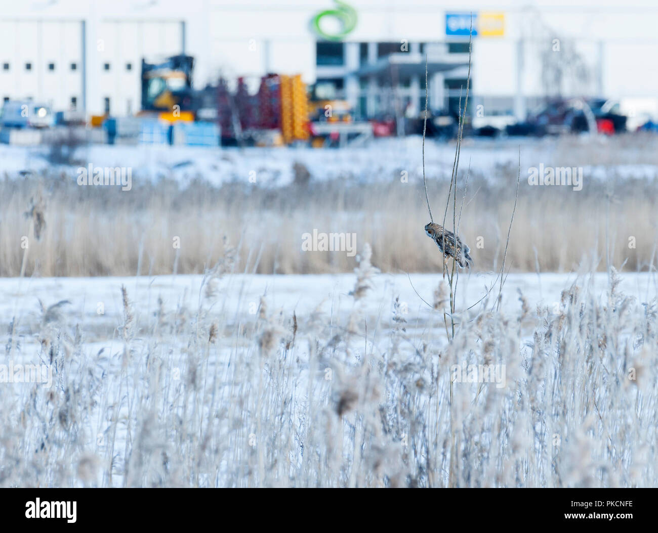 Long-eared Owl in urban environment. Örebro, Sweden. Stock Photo