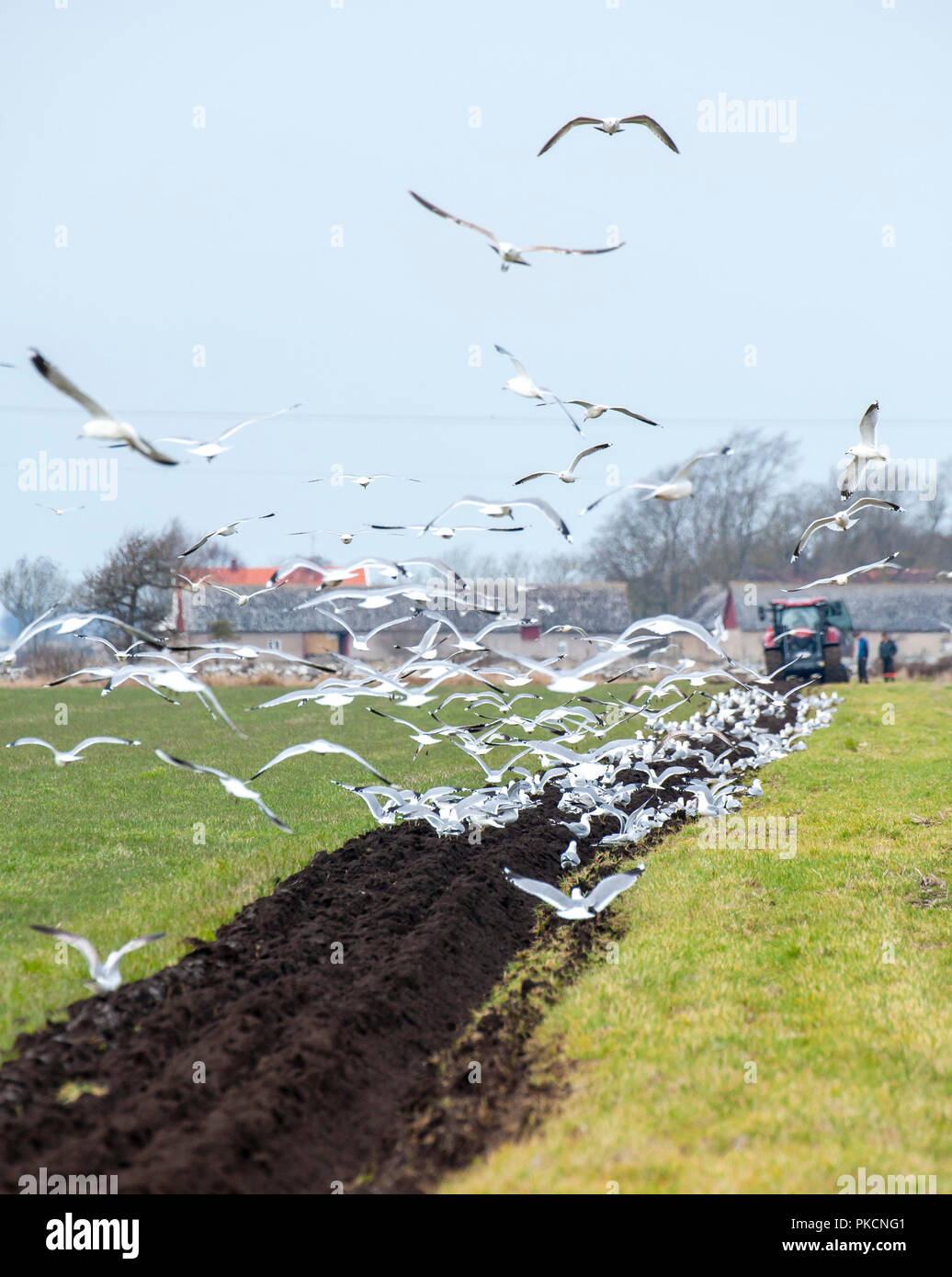 Common gulls feeding when field is plowed. Öland, Sweden. Stock Photo