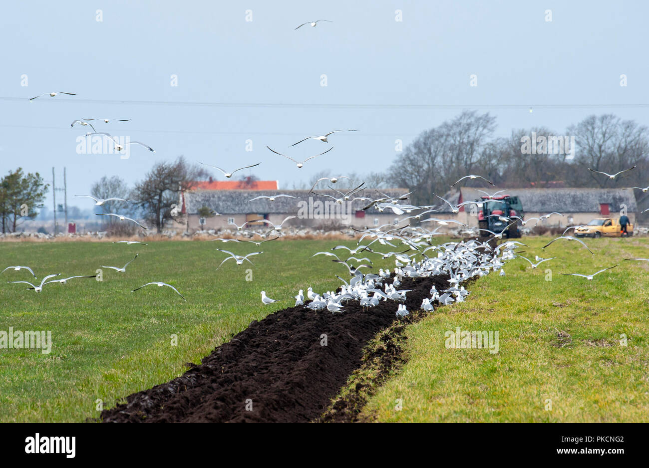 Common gulls feeding when field is plowed. Öland, Sweden. Stock Photo