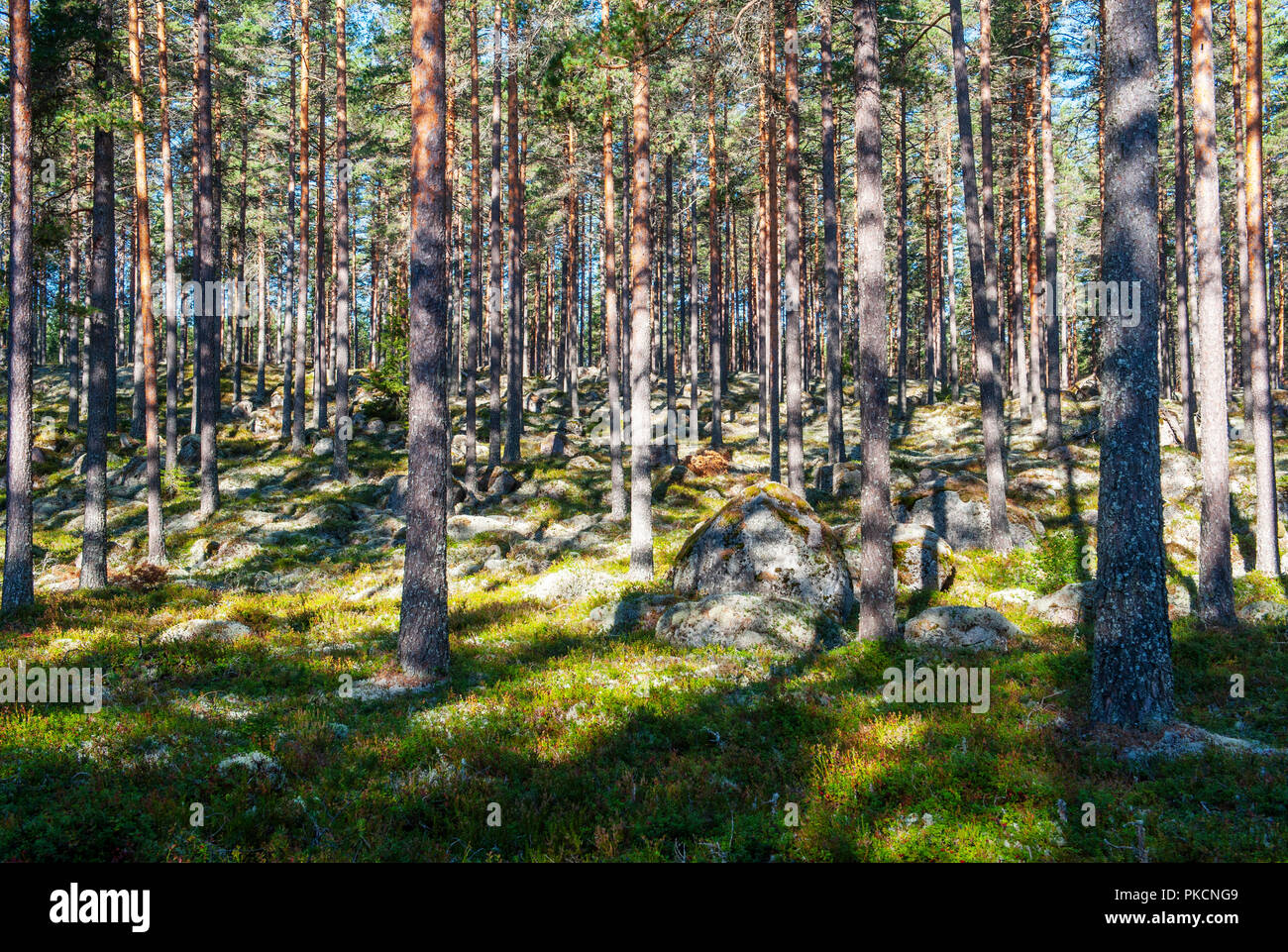 Forest interior, Sweden Stock Photo