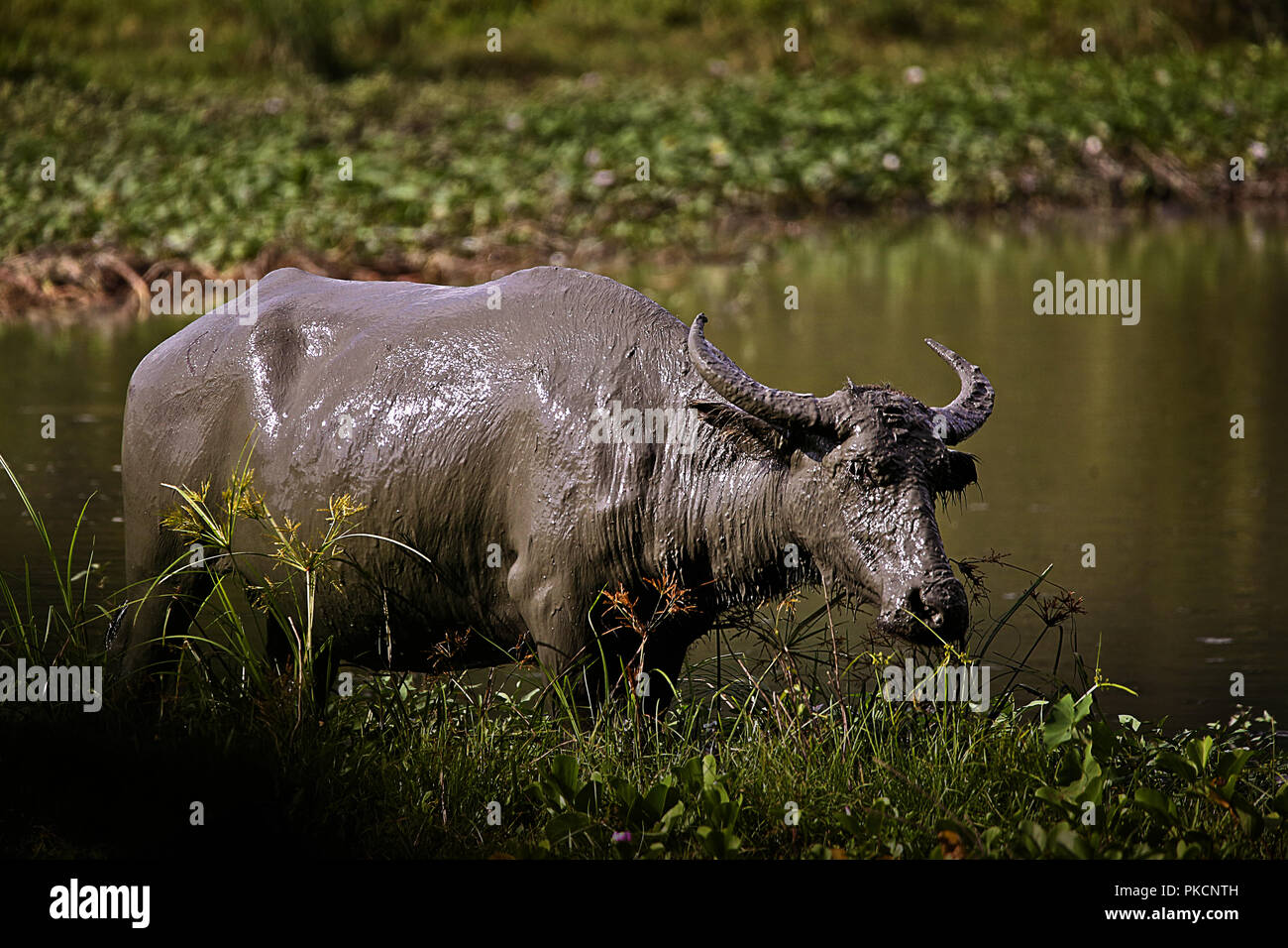 Water buffalo in philippines hires stock photography and images Alamy