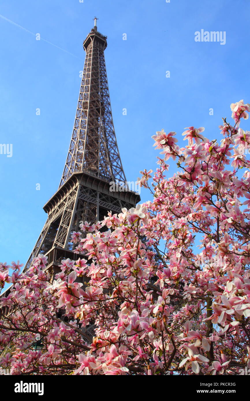 Eiffel tower in spring. Paris. France. Magnolia Stock Photo