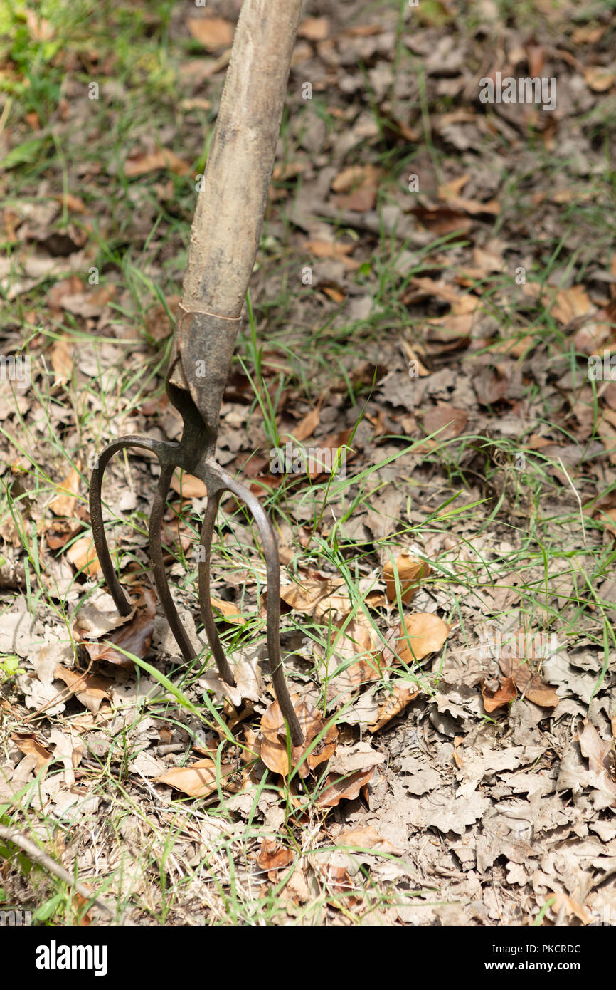 Old classic rusty metal pitchfork with wooden handle with dead dry