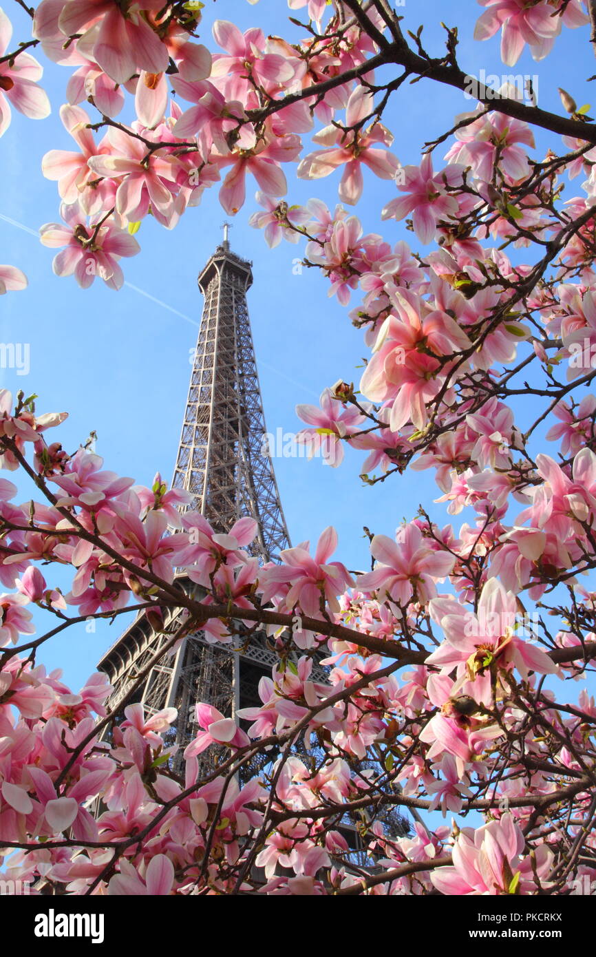 Eiffel tower in spring. Paris. France. Magnolia Stock Photo