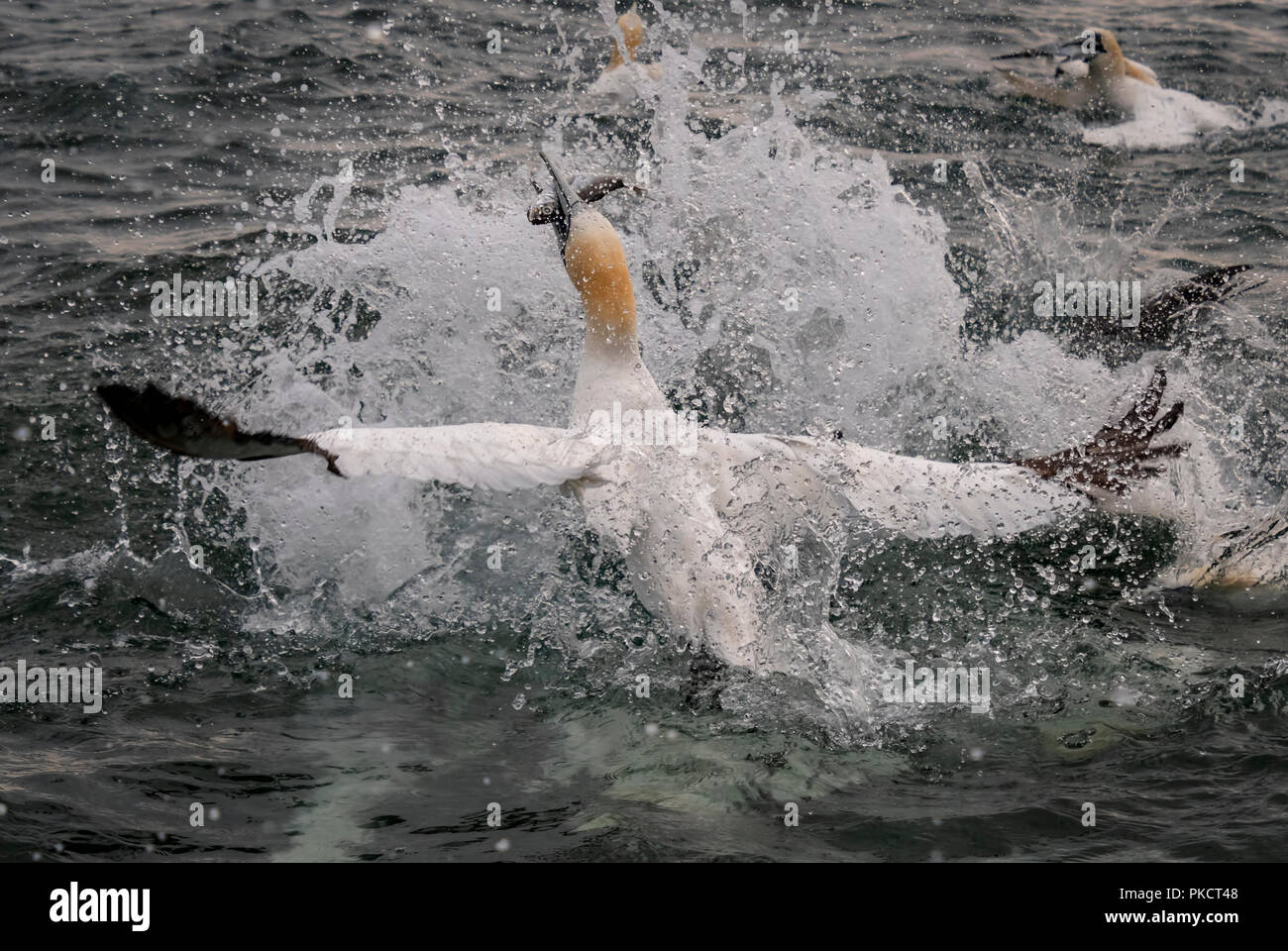 Northern Gannet's diving for fish off Bempton Cliffs, Yorkshire Stock Photo