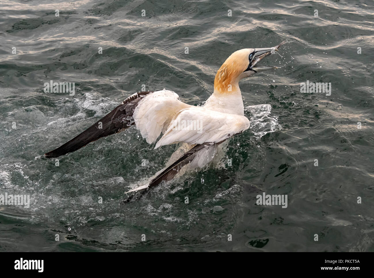Northern Gannet's diving for fish off Bempton Cliffs, Yorkshire Stock Photo