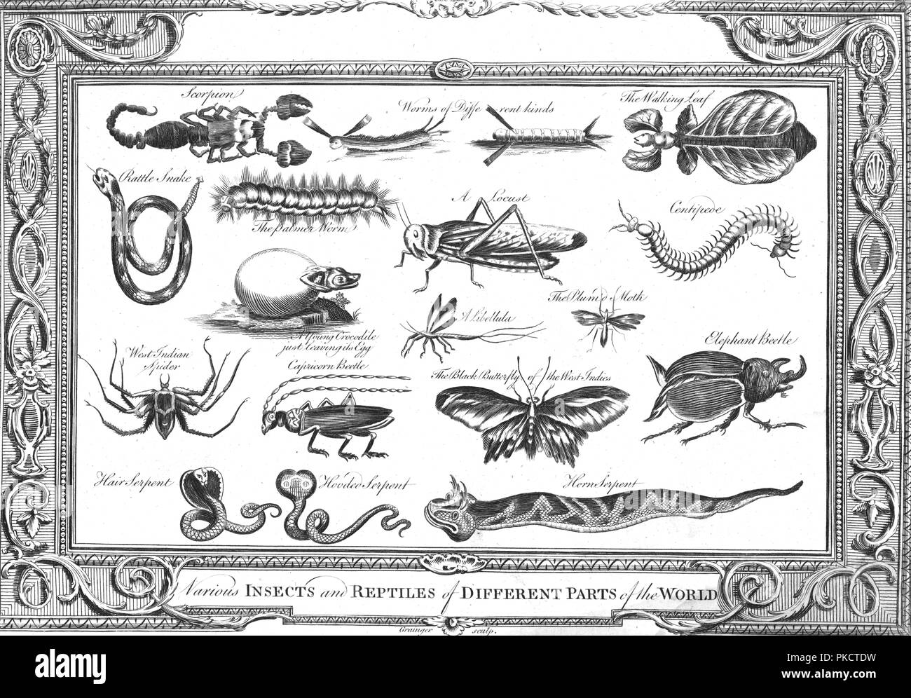'Various Insects and Reptiles of Different Parts of the World'. Artist: W Grainger. Stock Photo