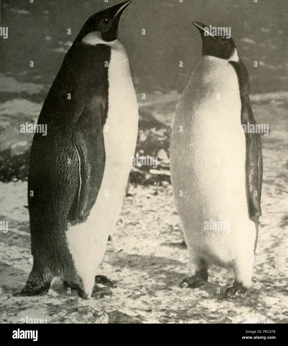 'Two Emperor Penguins', c1908, (1909).  Artist: Unknown. Stock Photo