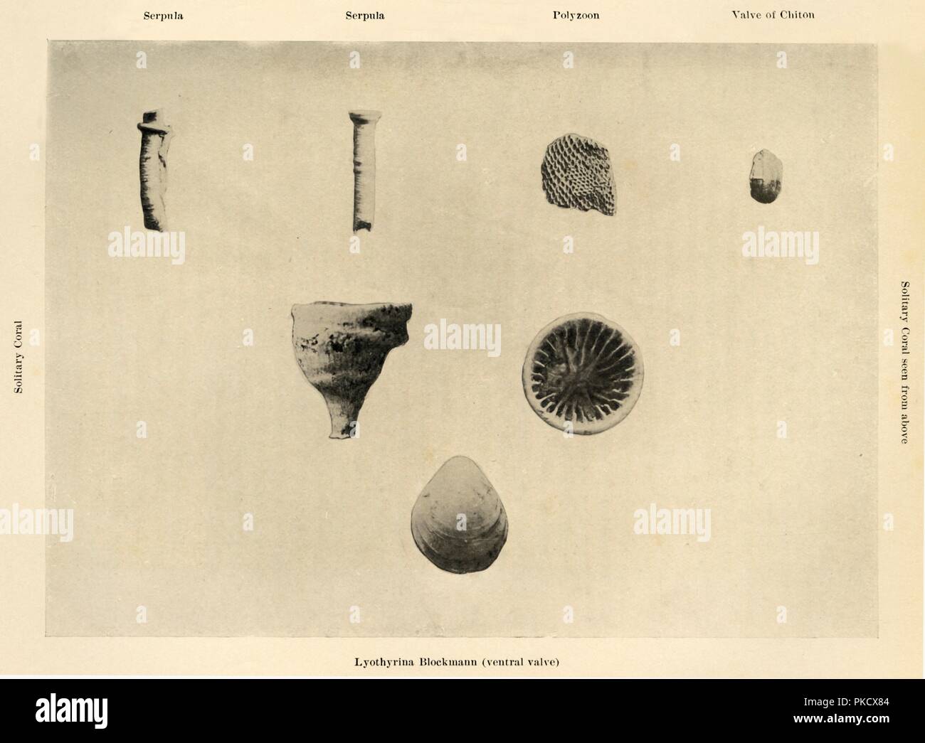 'Marine Organisms, (Magnification 1 1/2)', c1908, (1909).  Artist: Unknown. Stock Photo
