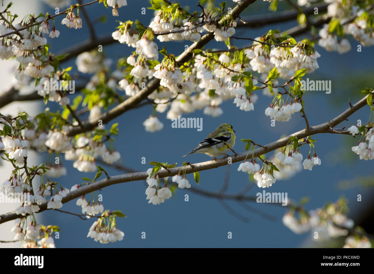 American Goldfinch :: Carduelis tristis Stock Photo - Alamy