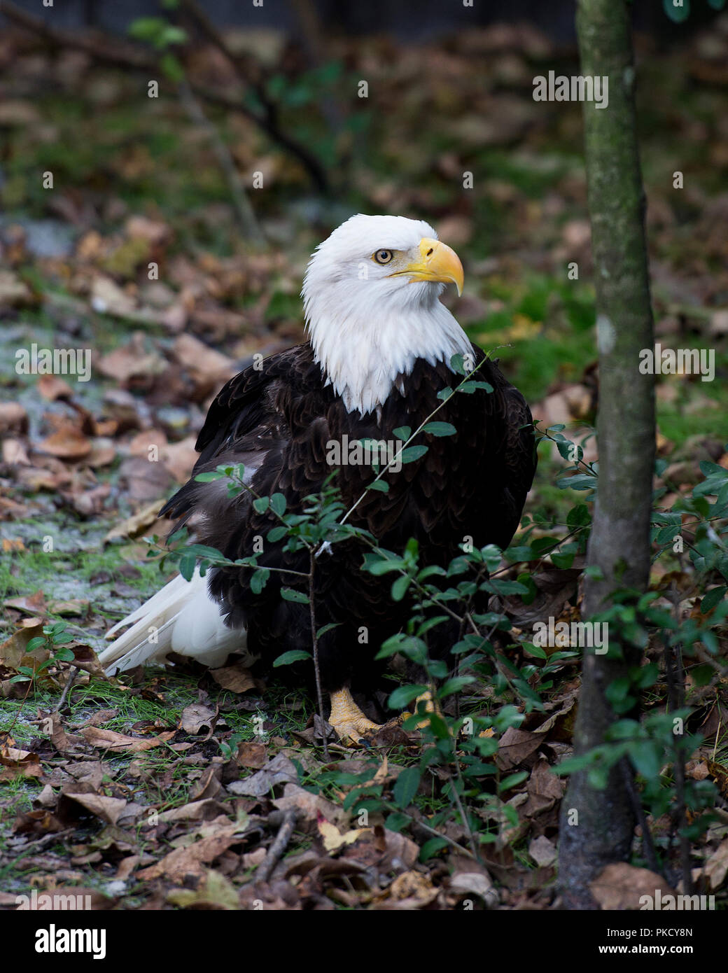 Bald eagle wing tail feathers hires stock photography and images Alamy