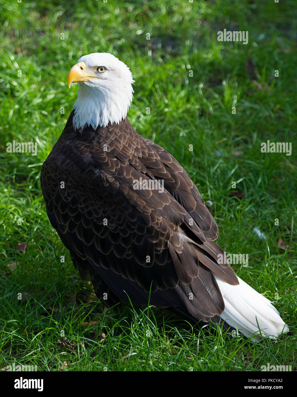 Bald Eagle bird with a foliage background displaying its brown feathers plumage, white tail