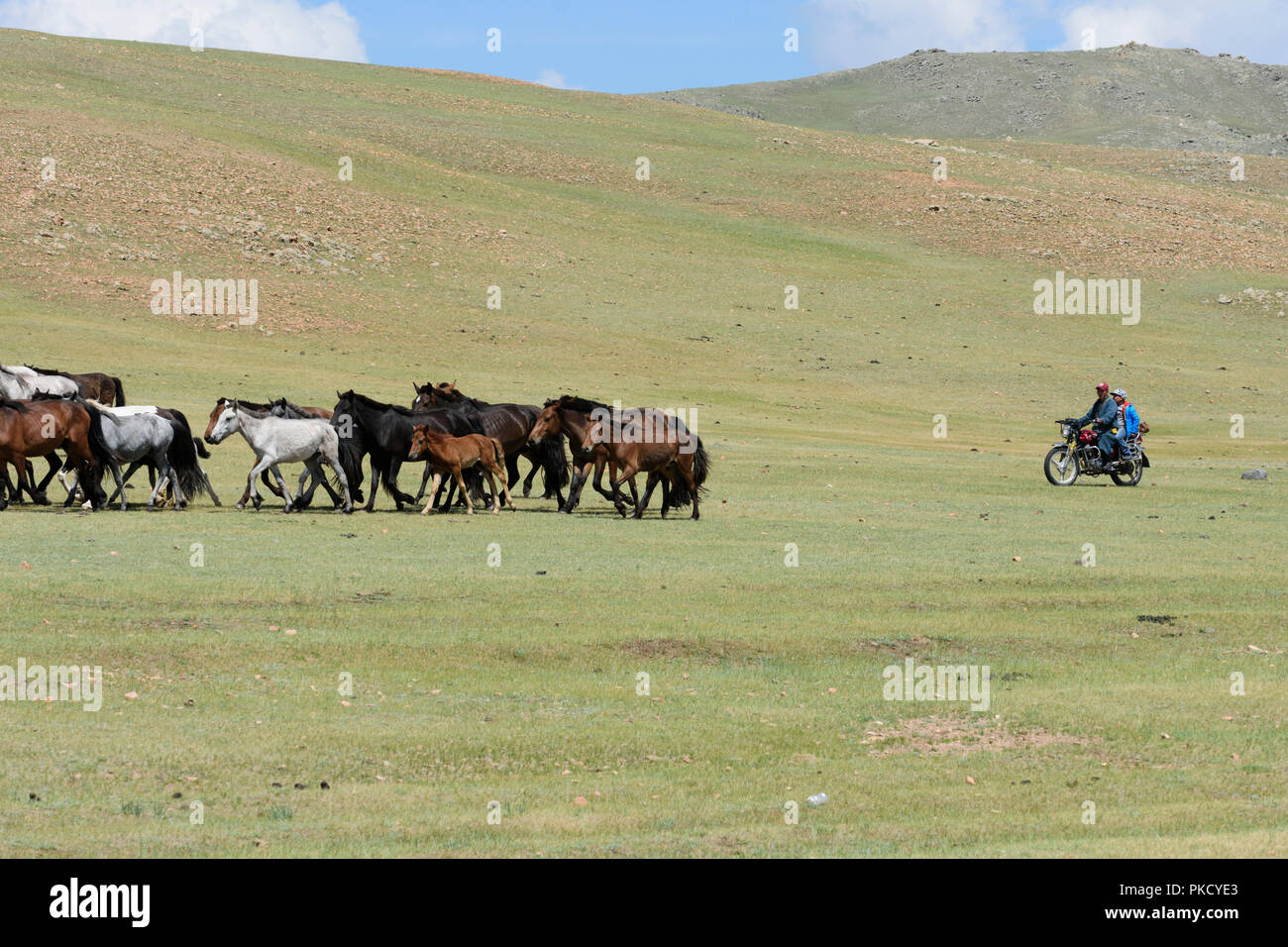 Mongolia herd motorcycle hi-res stock photography and images - Alamy