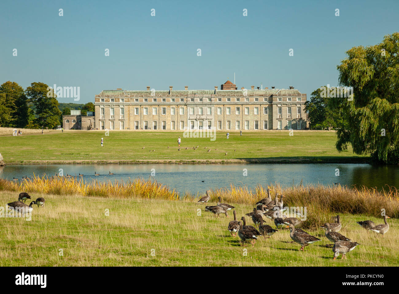 Late summer afternoon in Petworth Park, West Sussex, England. Petworth