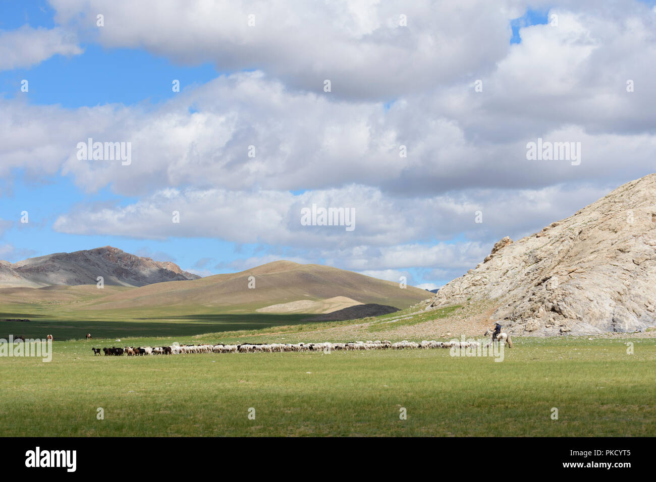 A nomad on horseback and his herd of sheep and goats on the steppe. Mongolia Stock Photo