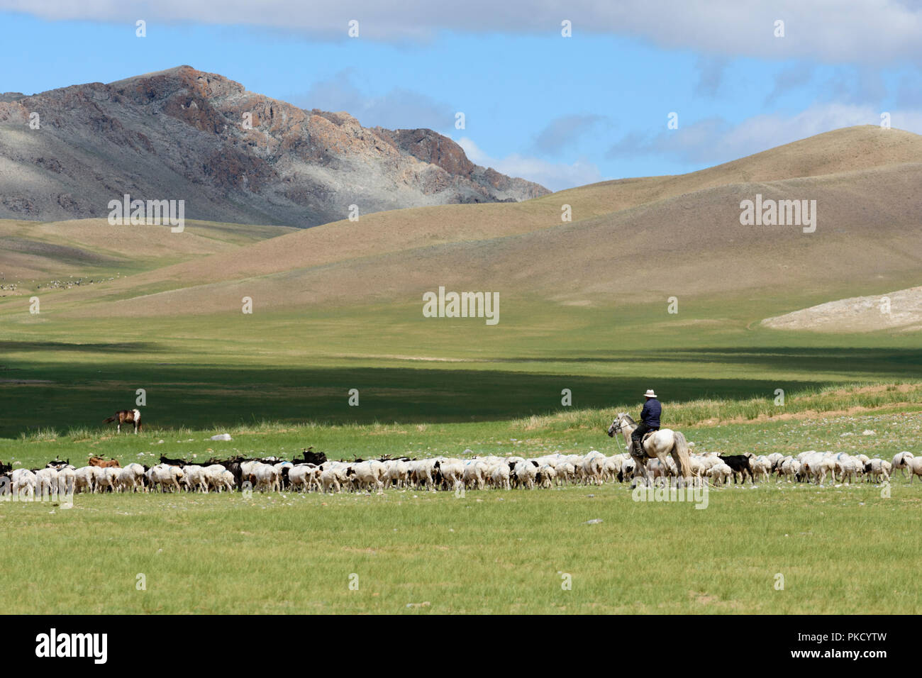 A nomad on horseback and his herd of sheep and goats on the steppe. Mongolia Stock Photo