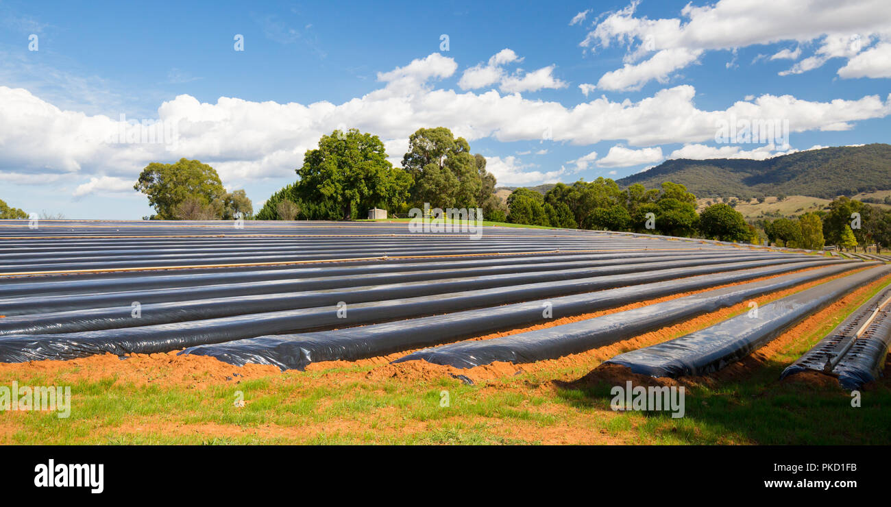 Australian Strawberry Farm Area Stock Photo Alamy