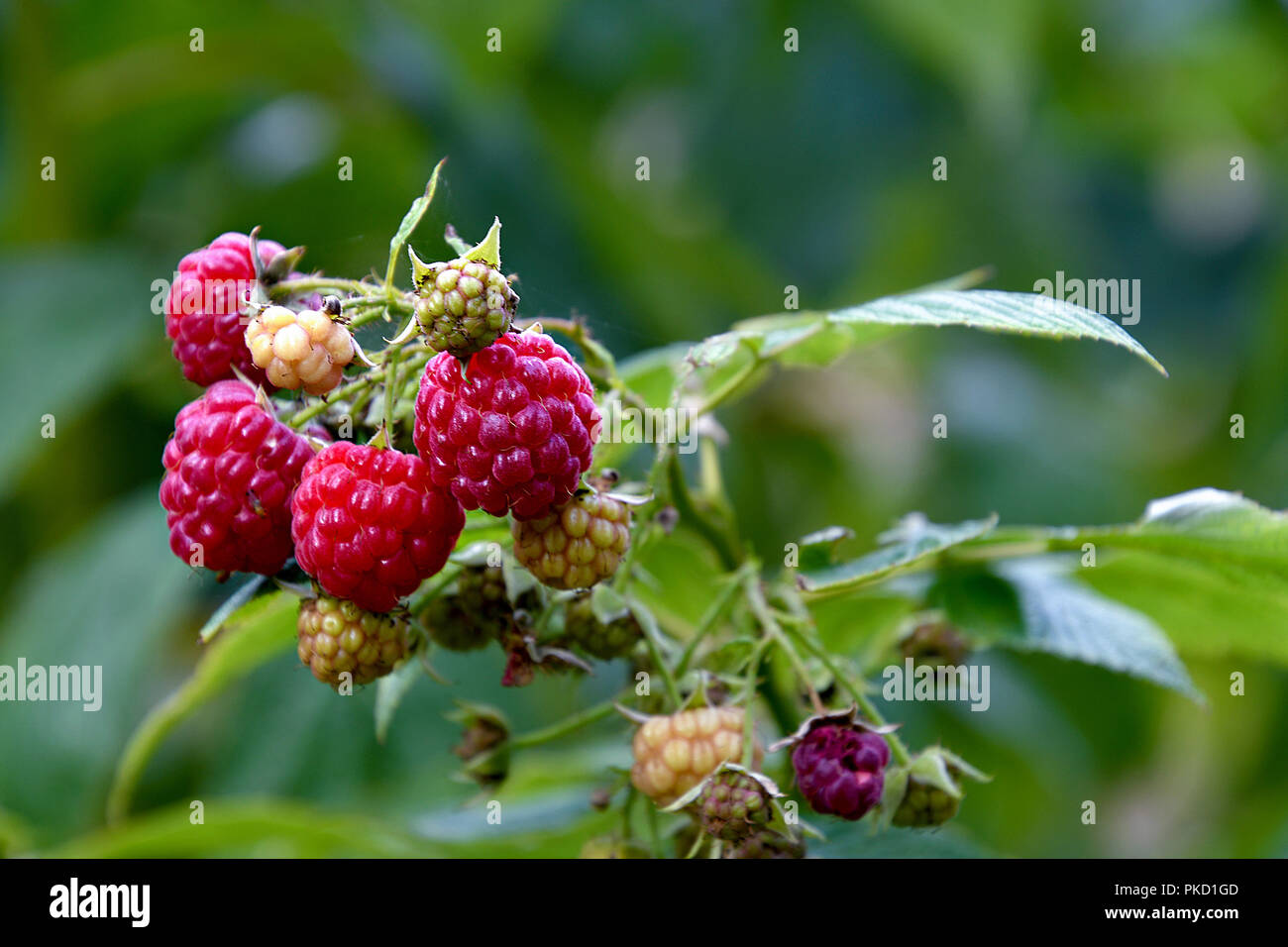Raspberries on bush in closeup hi-res stock photography and images - Alamy