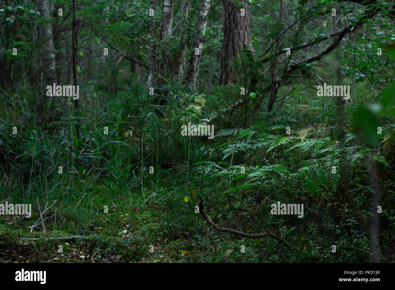 Green dark Swedish forest. Grown wild. Stock Photo