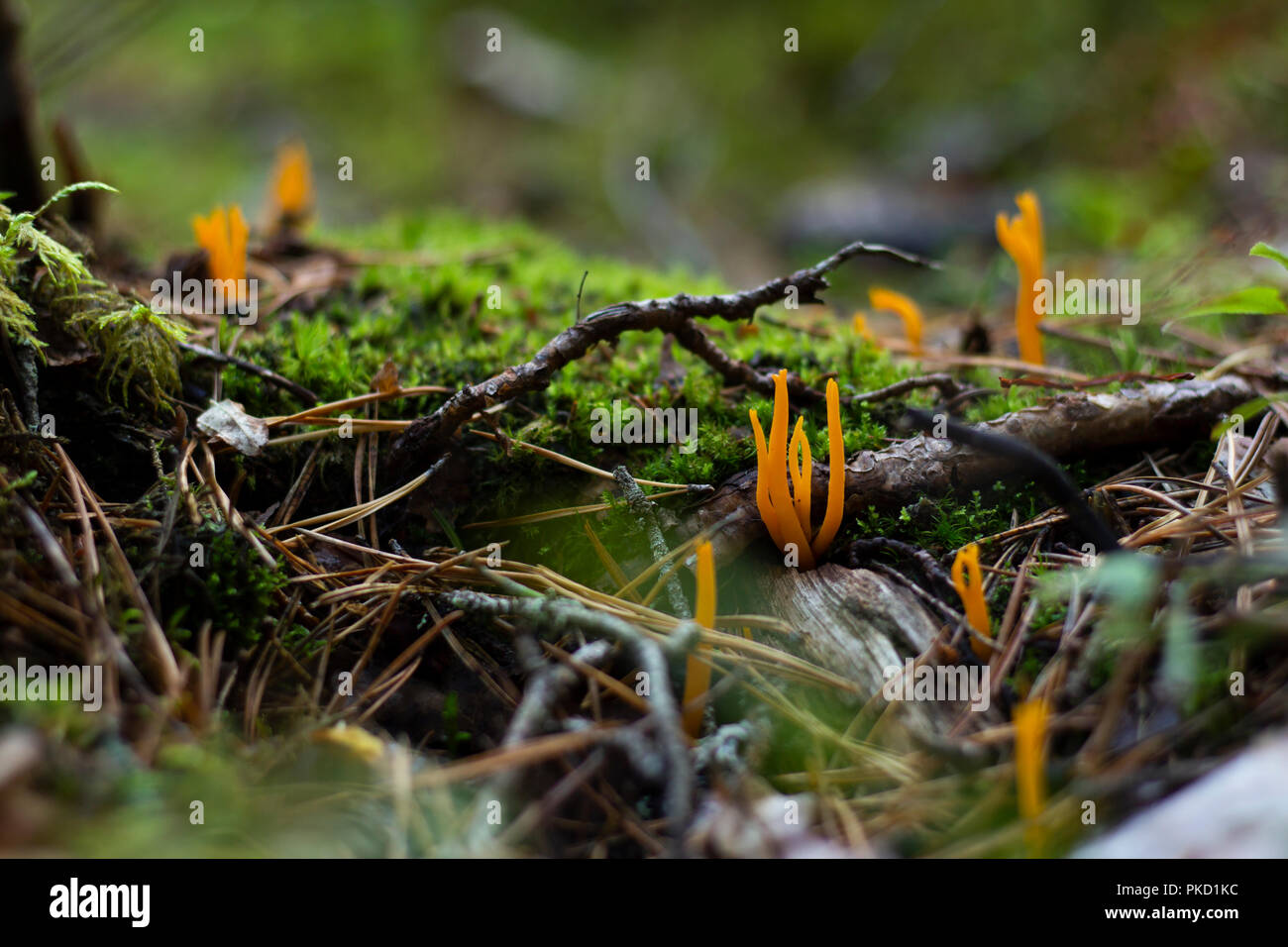 Yellow mushrooms among branches and green moss. Stock Photo