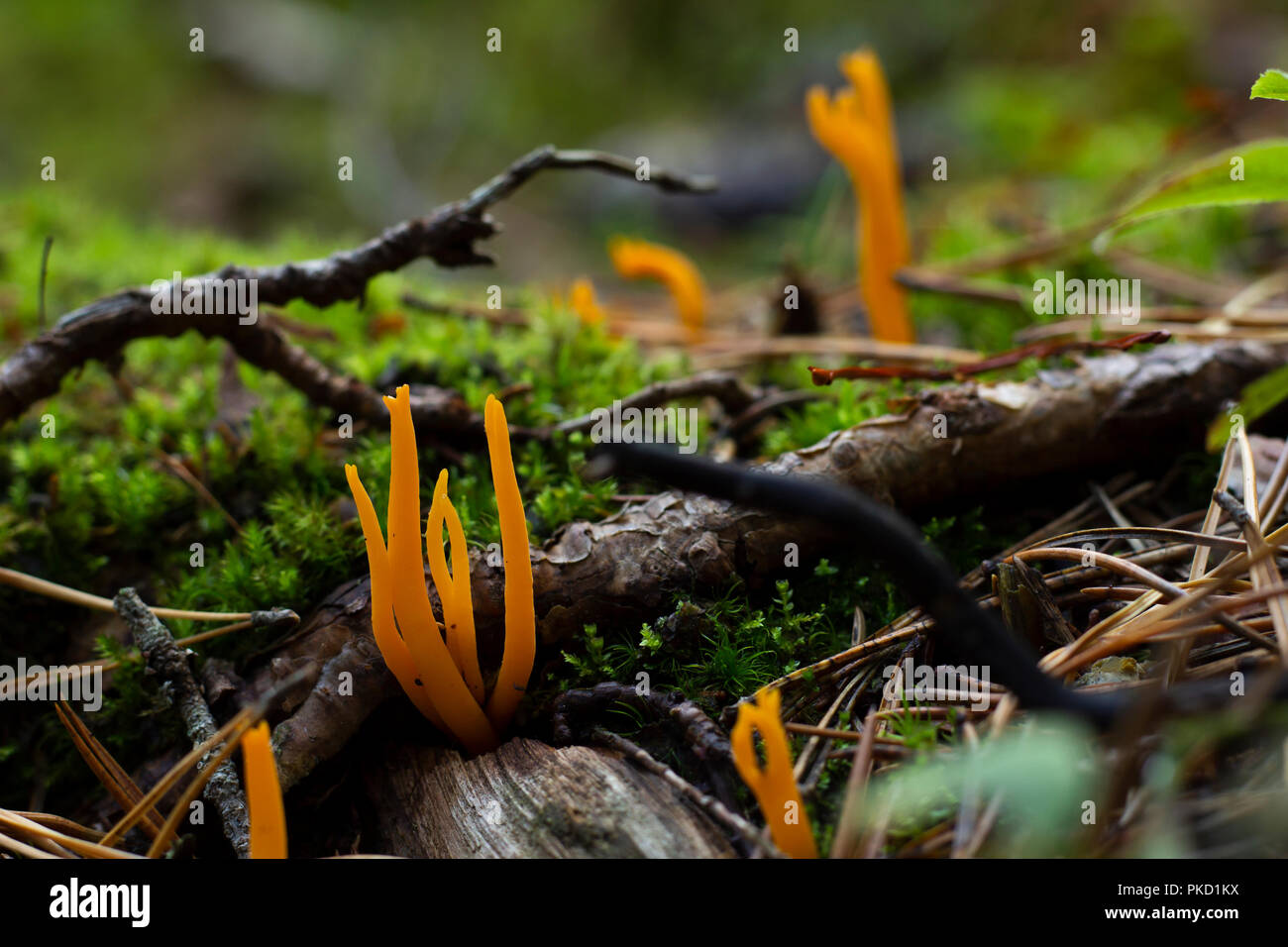 Close-up of yellow mushrooms among branches and green moss. Stock Photo