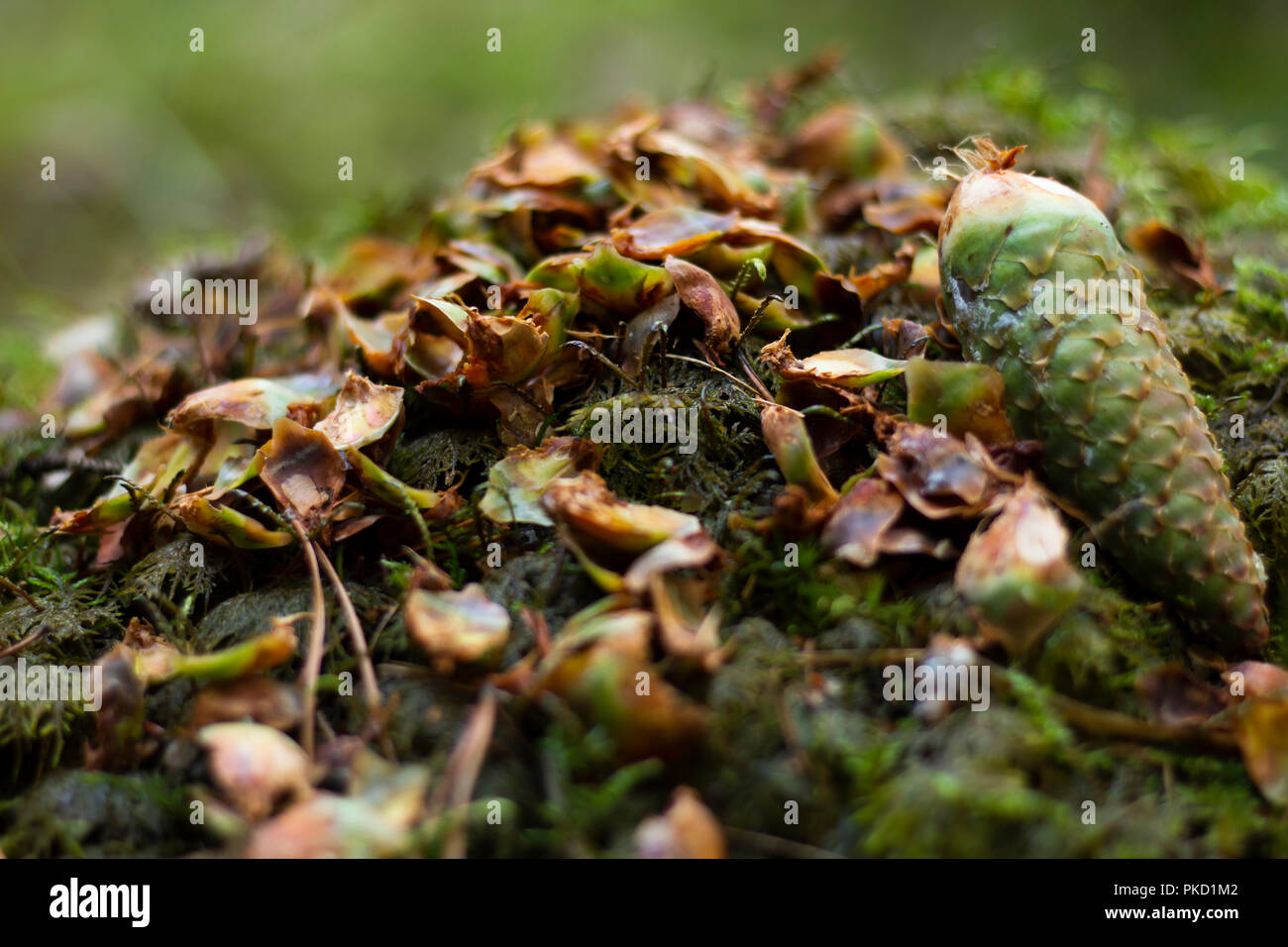 Fir tree cone lying on the ground, eaten by a squirrel. Stock Photo