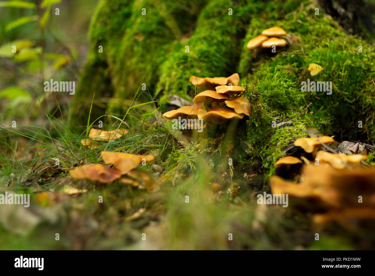 Mushrooms growing on a tree trunk covered in green moss. Stock Photo