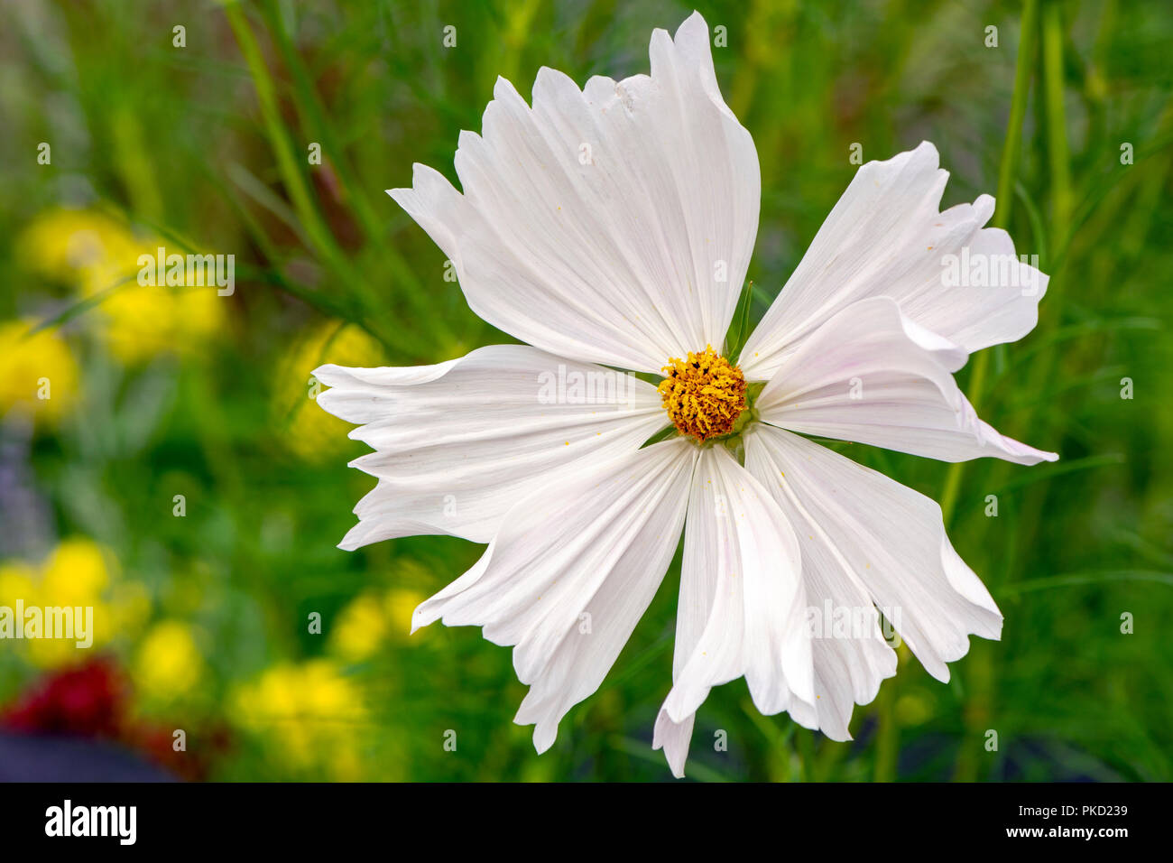 Mexican aster cosmos bipinnatus hi-res stock photography and images - Alamy