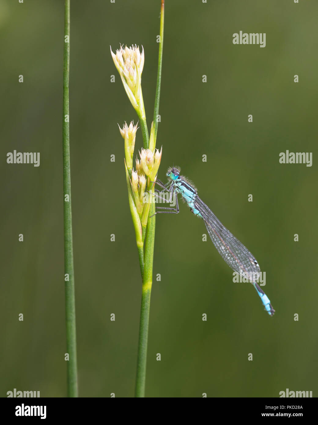 Male Blue-tailed Damselfly settled on a reed and viewed in profile Stock Photo