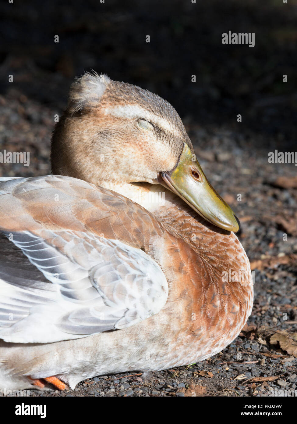 Mallard duck sleeping Stock Photo