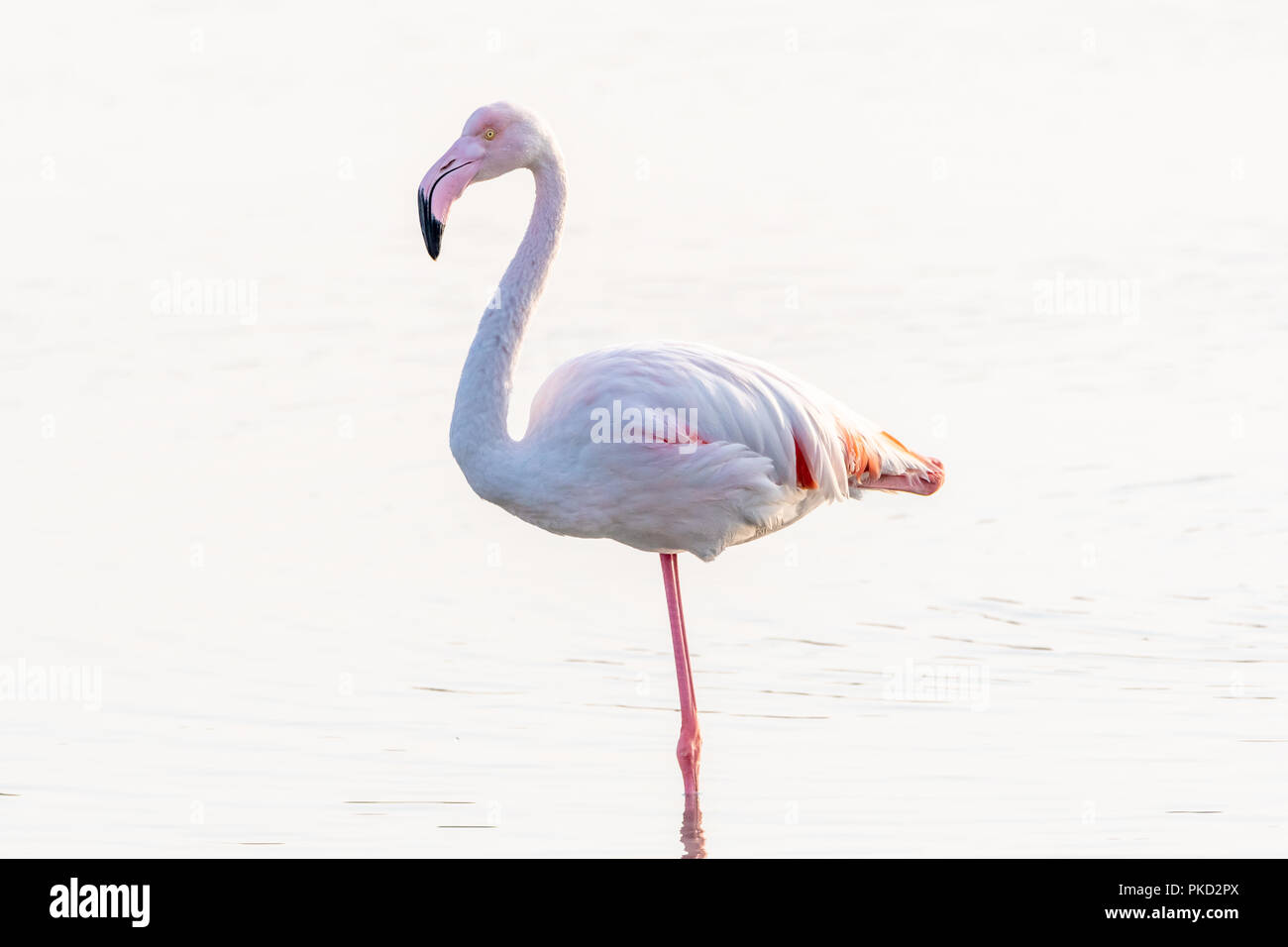 Perfect Balance: Grater Flamingo on One Leg Stock Photo