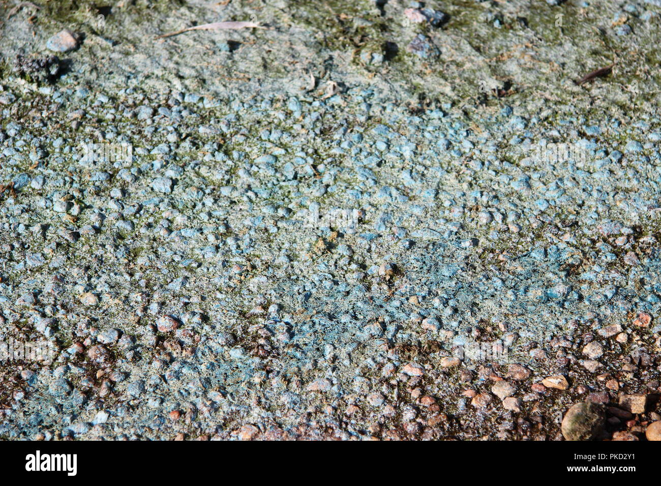 Blue Green Algae Cyanobacteria Bloom Stock Photo Alamy