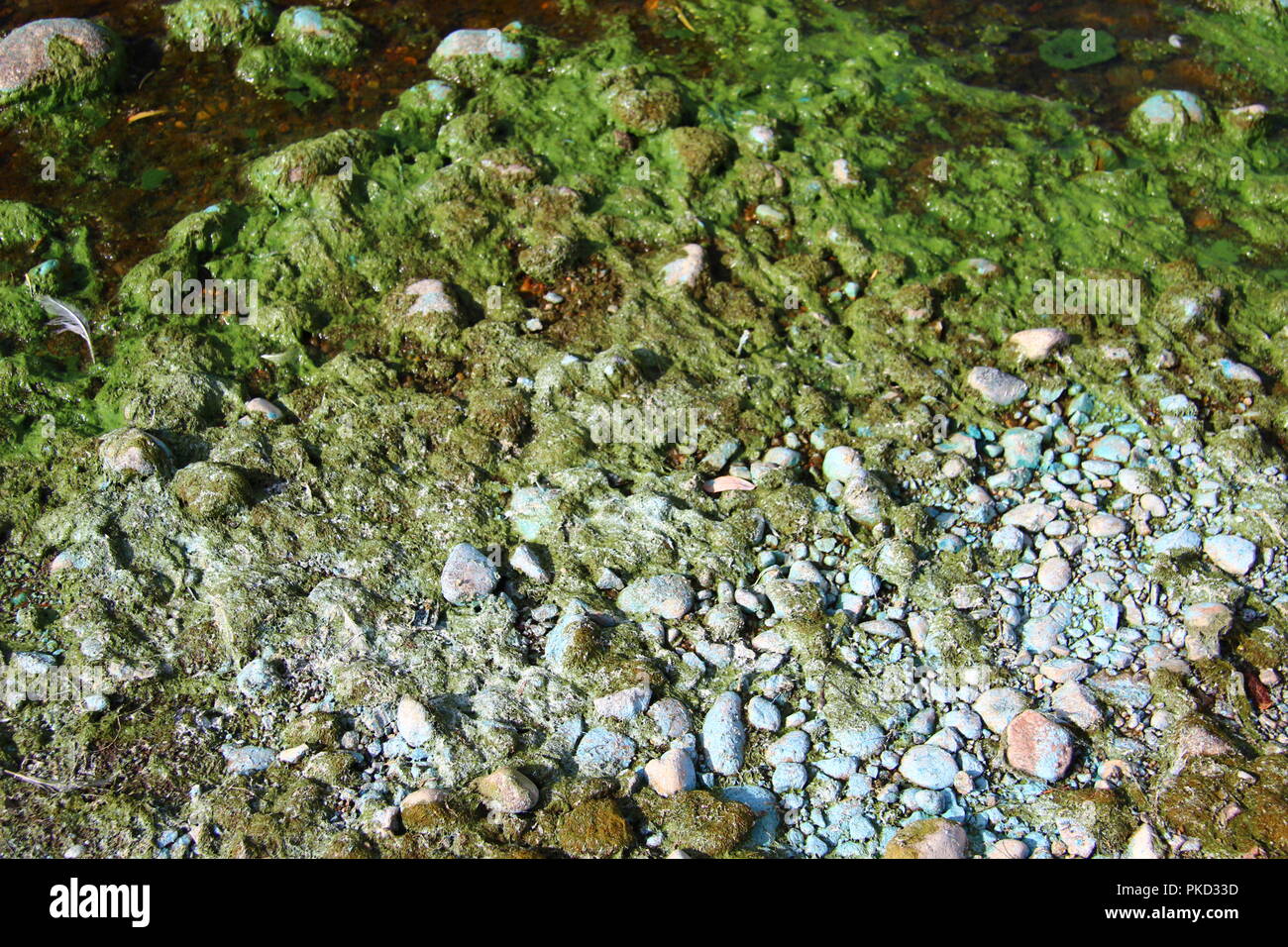 Blue green algae hires stock photography and images Alamy