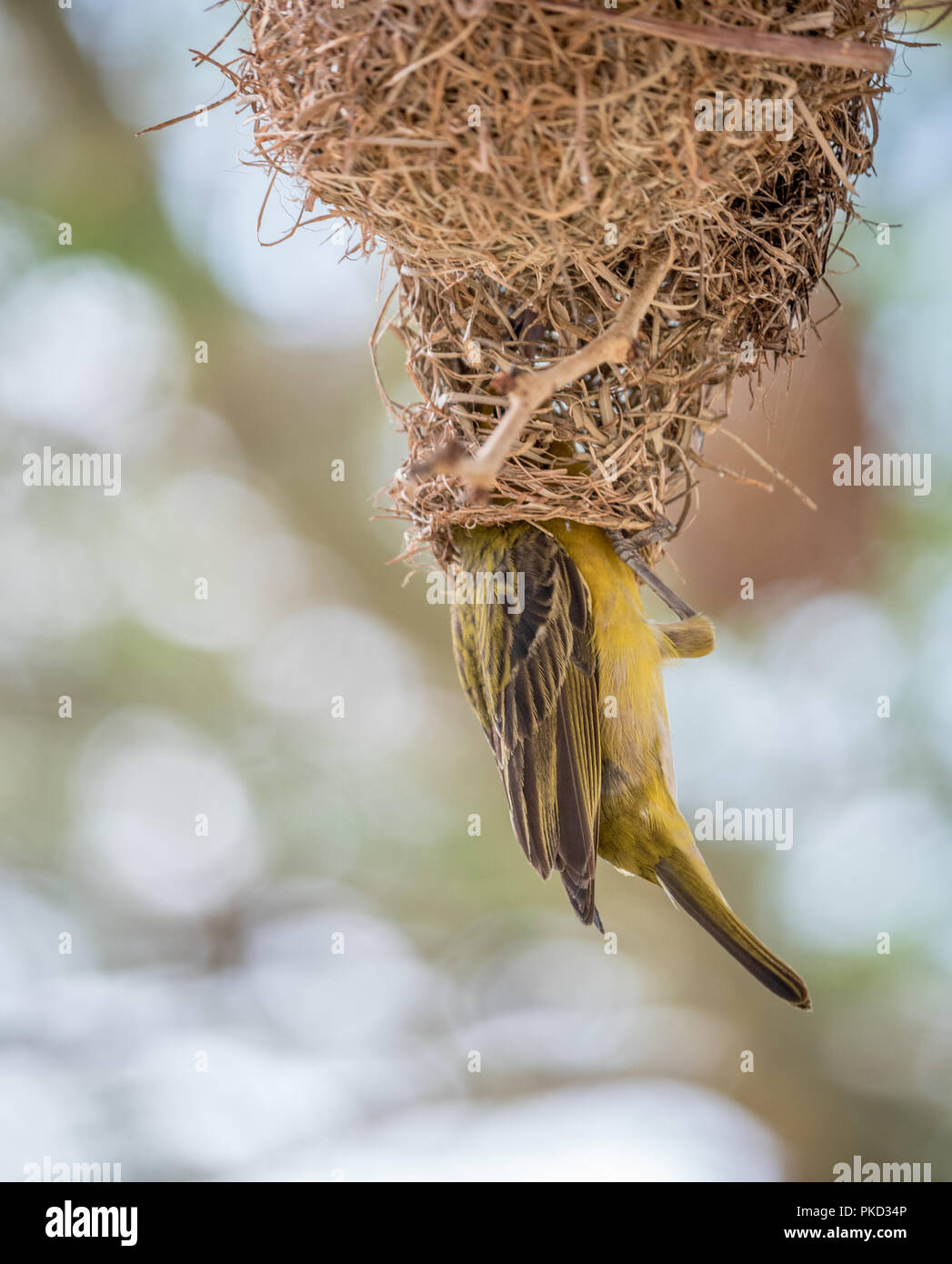 Female Lesser Masked Weaver bird inspecting the nest a male bird has built for her. Stock Photo