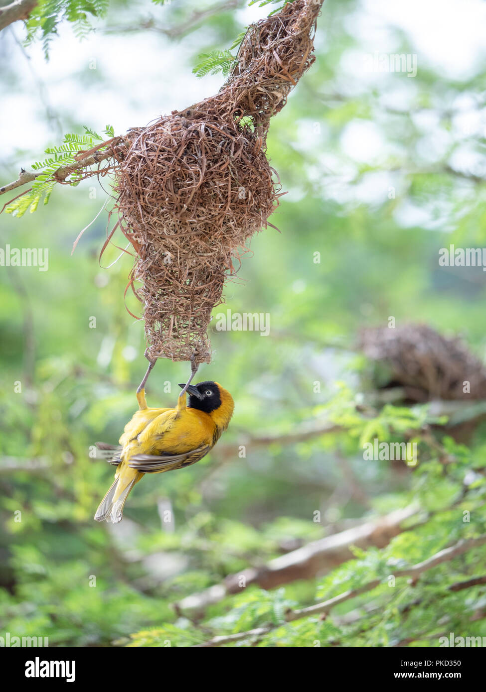 A male Lesser Masked Weaver bird building a nest in South Africa. Stock Photo
