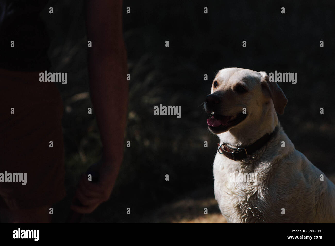 A yellow Labrador dog sitting and looking at her owner. Stock Photo